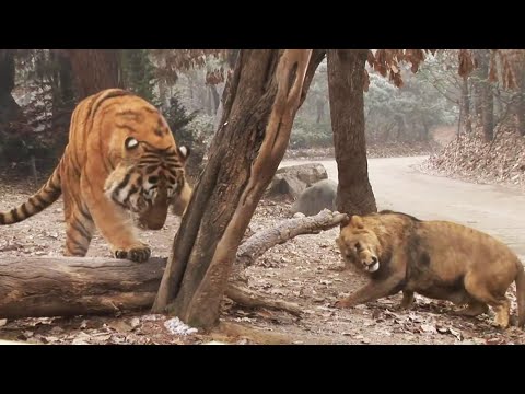The lion fears the tiger's boxing，Tiger VS Lion