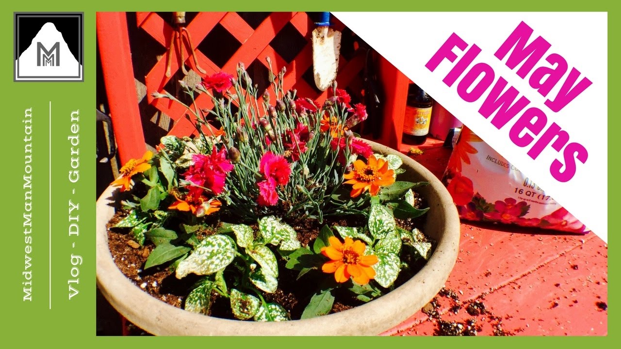 Potting Flowers Garden Tour Zone 5a Early May 2017 YouTube