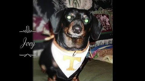 Fighting Against Veterinary Malpractice with Scott...