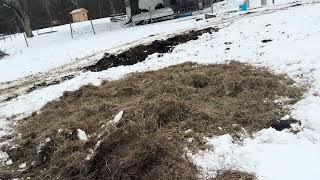 Small scale bale grazing in the winter to regenerate the pasture. 