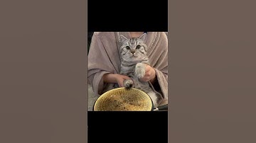 Thumbnail of HERE COMES THE SUN #cat #catcore #catlover #catsofyoutube #catshorts #thebeatles