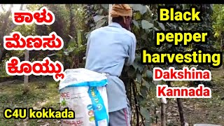 black pepper harvesting,pepper harvesting,karimenasu koylu, kaalumenasu,areca tree,coconut tree,c4u