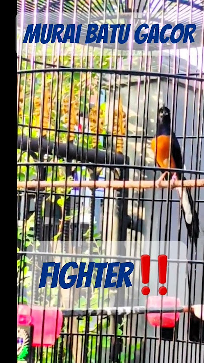 special gacor magpie bird #shortviral #shorts #burungkicau