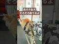 【柴犬介助犬】次降りるからママ準備してね