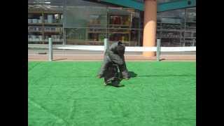 Ciobanesc German -Firtea Florin