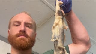 Buckskin cal is dehairing a possum #traditionalskills