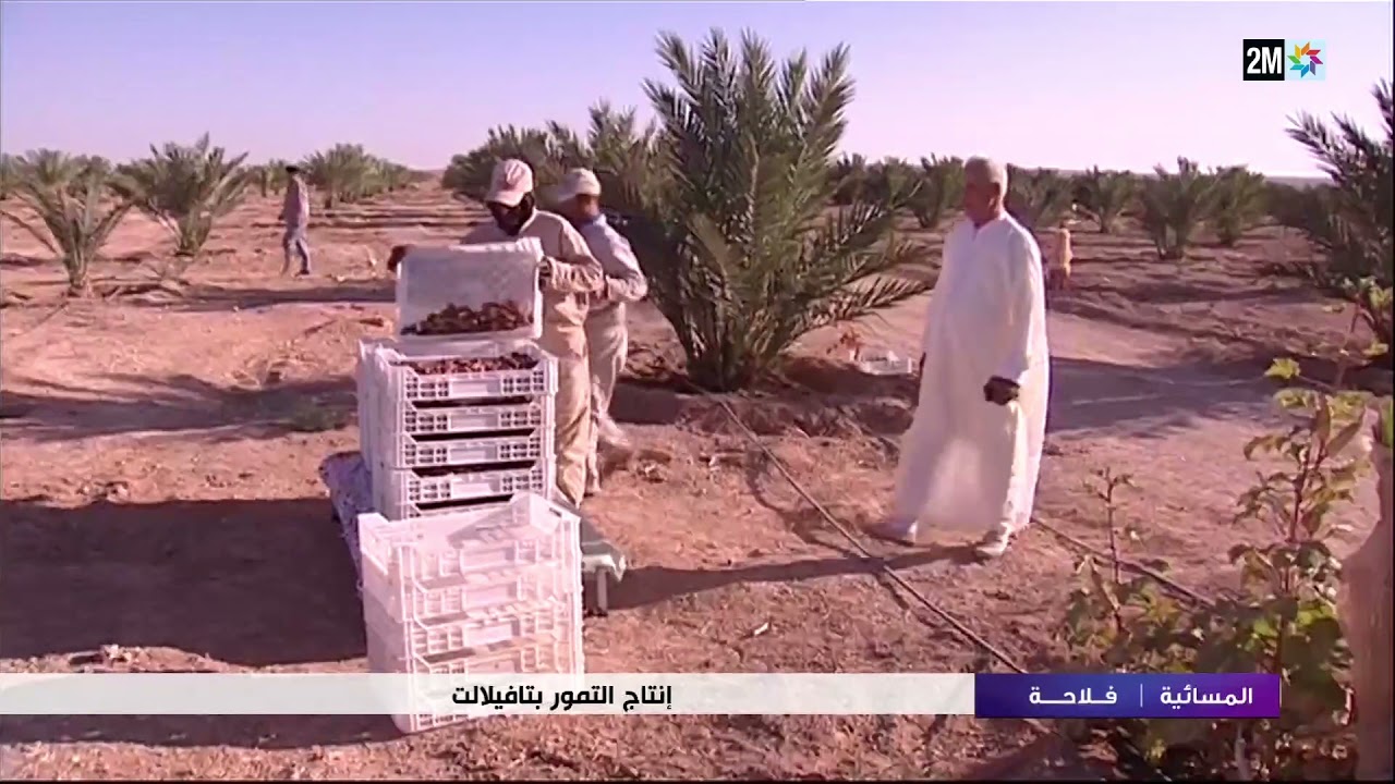 تمور  المجهول