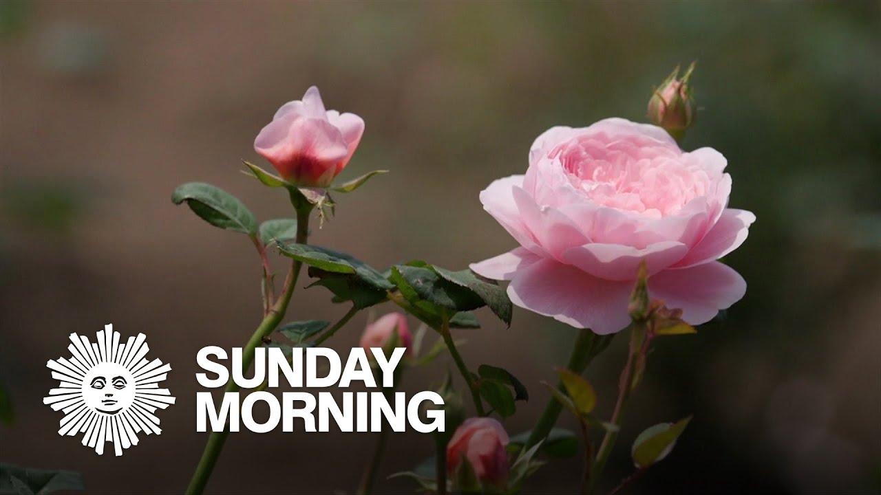 Martha Stewart on creating a rose garden