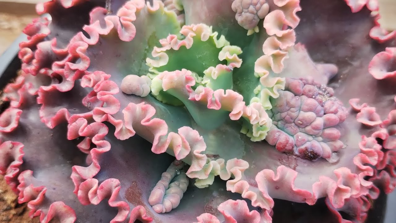 DEU RUIM NA COLEÇÃO 🤯 CORTANDO AS SUCULENTAS 