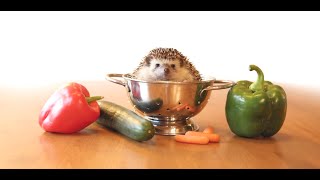 What Snacks Does a Hedgehog Eat? | Hedgehog Favorite Snacks & Food Compilation