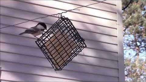 Audio Visual Catnip January 2018