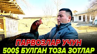 видео: (ОХУНОВ ДАКАНЛАРИ) ПАРВОЗЛАР УЧУН ЯНГИЛИК/ЧЕМПИЁНЛАР/ ЗОДТОР ХУРОЗ  500$ ЛИКЛАР картинка: (ОХУНОВ ДАКАНЛАРИ) ПАРВОЗЛАР УЧУН ЯНГИЛИК/ЧЕМПИЁНЛАР/ ЗОДТОР ХУРОЗ  500$ ЛИКЛАР