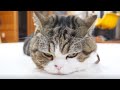 箱に入り損ねても意地でも寛ぐねこ。-Maru failed to enter the box, but he relaxed anyway.-