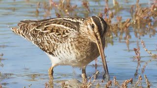 Japanese snipe, Latham' snipe. by Plumes of Oz 1,672 views 6 months ago 15 minutes