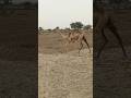 الطفل الصغير لجمل صحراوي جميل يمشي في الحقل Shorts Funny Nature New Camel