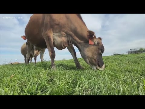 Bird flu strain detected in dairy cattle - YouTube