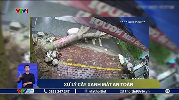 TP. Hồ Chí Minh xử lý cây xanh mất an toàn trong mùa mưa bão | VTVWDB