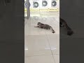 cute cat #cates #cat