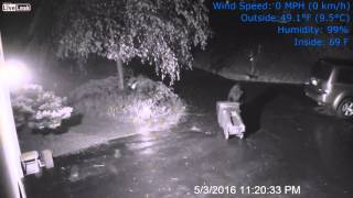 LiveLeak - Hungry black bear digging through trash