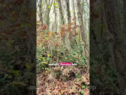 Kokina Satın Alma Doğadan Topla