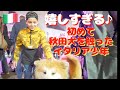 An Italian boy who is overjoyed to touch the Akita dog&rdquo;SANGO&rdquo;❤️