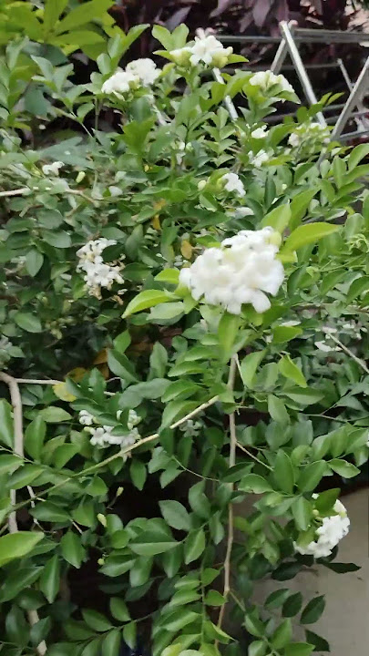 bukit berbunga#eti nurhayati chanel