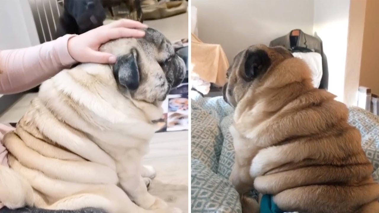 fat cute pug