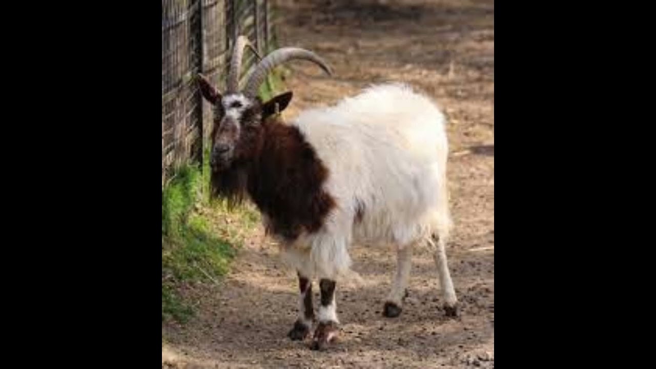 random story generator lol