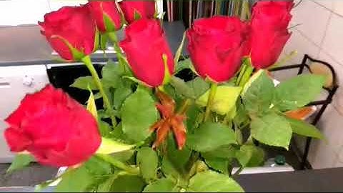 عراضة عند صديقة عزيزة😙😙😙