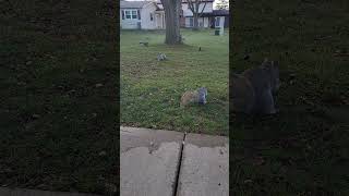 I've been a bit verbose as of late. #squirrelvideo #squirrel #squirrels