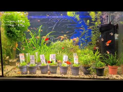 Видео: Видове сладководни тропически аквариумни риби