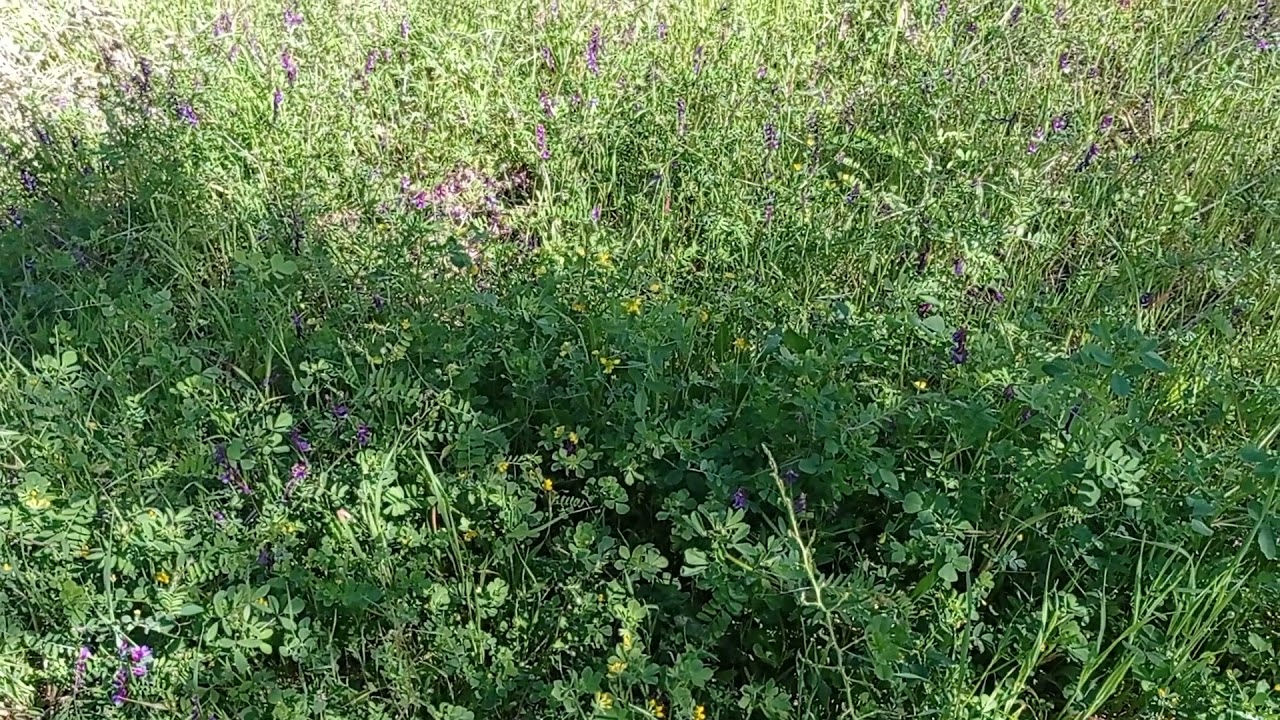 Φυσική λίπανση ελιάς.