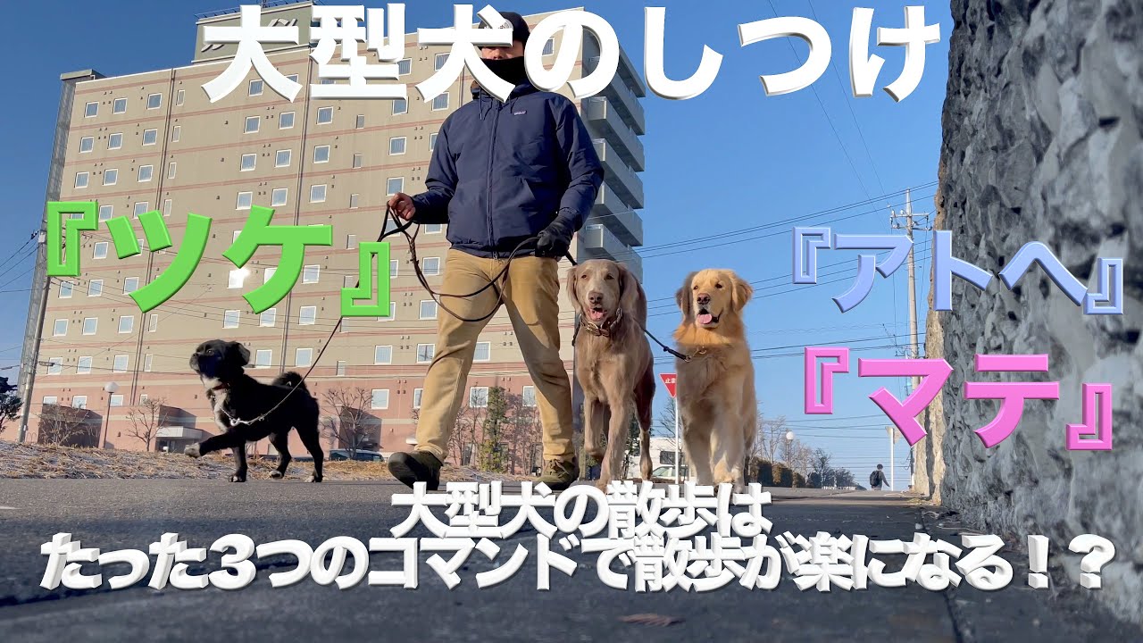 大型犬の散歩は たった３つのコマンド で散歩が楽になる ゴールデンレトリバー ワイマラナー Youtube