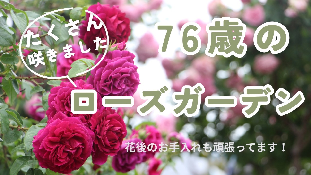The roses that bloomed in May 2026 in the 76-year-old rose garden