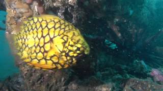 Chowder Bay dive compilation, June 2018