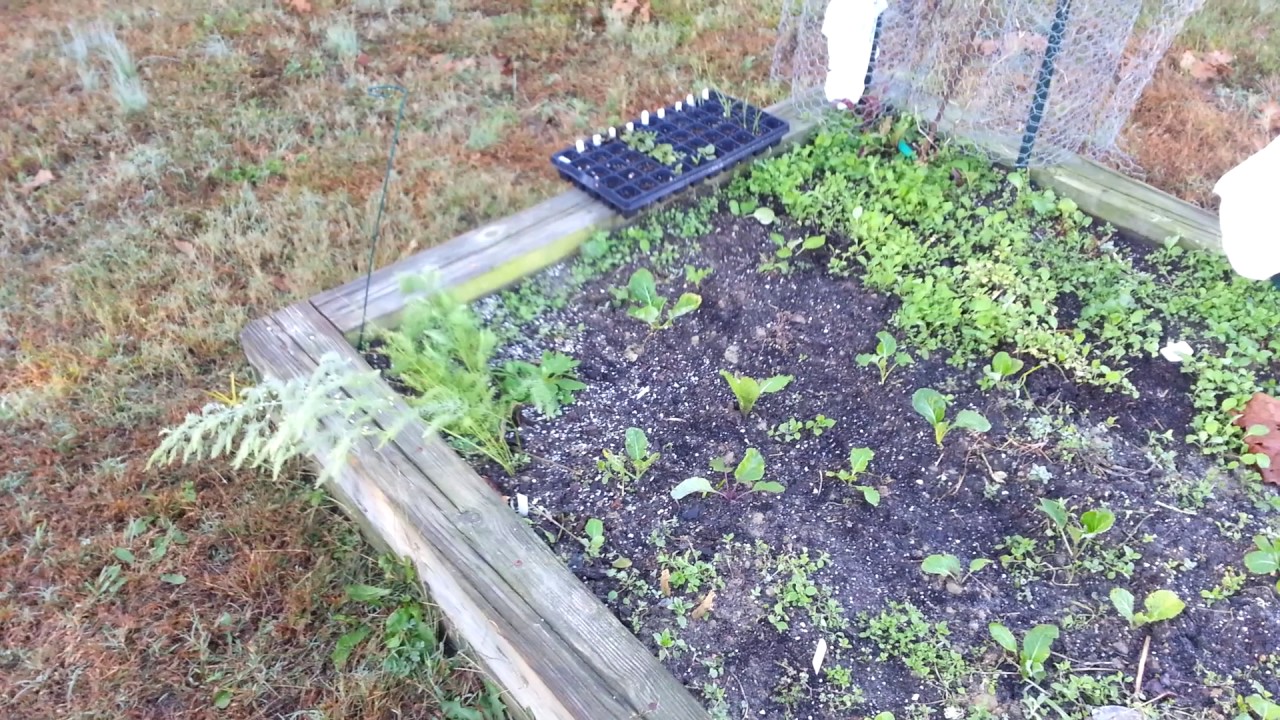 11/6/2016 Fall Garden Zone 8B NC YouTube