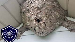 Hornet Nest Removal Downingtown PA