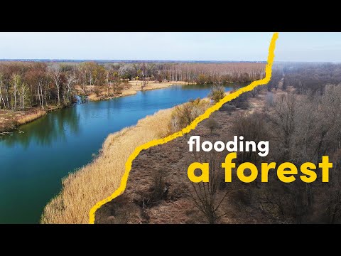 We are flooding a forest - here’s why
