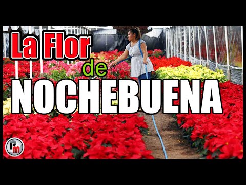 La flor de NOCHEBUENA, la icónica aportación mexicana
