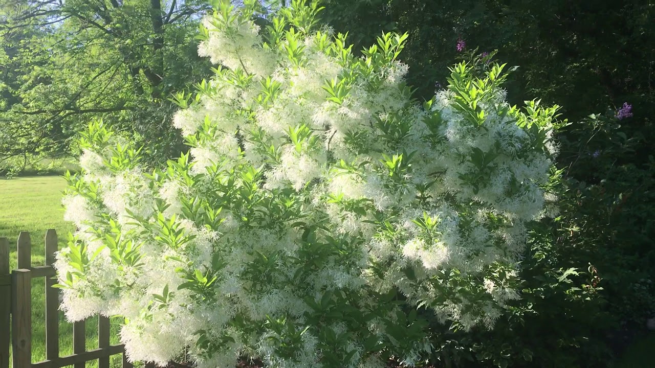 Chionanthus virginicus, Fringe tree, old mans beard blooming! - YouTube