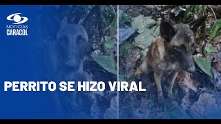 ¿Es Wilson? Esto dicen las Fuerzas Militares sobre el perro encontrado en la selva del Caquetá