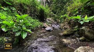 suara air mengalir tenang dan terapi burung berkicau - suara alam untuk penyembuhan #watersounds by Putu Tangsi 1,647 views 10 days ago 2 hours, 14 minutes