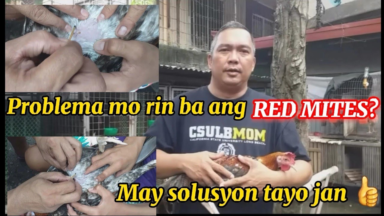 Tips paano puksain ang RED MITES!