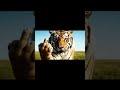 Scarface The Famous Lion From Kenya S Maasai Mara National Reserve Died On June 11 2021 At The Scarface The Famous Lion From Kenya S Maasai Mara National Reserve Died On June 11 2021 At The