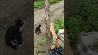 Gato vs Cobra: O Protetor do Quintal #gatos #cobras #natureza #vidaselvagem #curiosidades