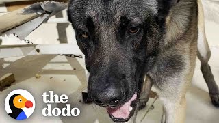 Woman Convinces Guy To Give Her His ChainedUp Dog | The Dodo Faith = Restored