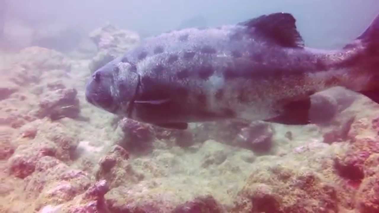 GIANT California Sea Bass YouTube
