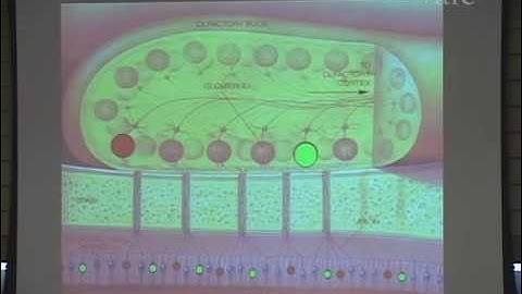 4/14/07  Charles Greer - Scents and Sensibility: The Molecular Mechanisms of Olfaction