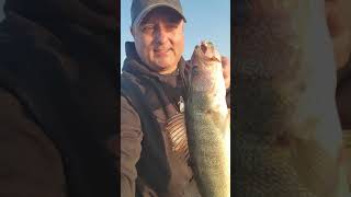 Goby Baits for St Clair River Walleye - Do They Really Work?
