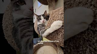 Grey tabby has the best pickup lines - hide your girl ? catshorts funnycats pickuplines